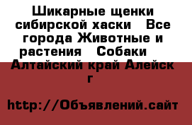 Шикарные щенки сибирской хаски - Все города Животные и растения » Собаки   . Алтайский край,Алейск г.